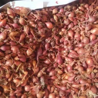 پیازچه|خوردنی و آشامیدنی|گرگان, |دیوار