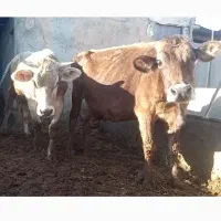 گاو بران سوئیس