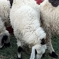میش ابستن