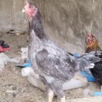 مرغ لاری و مرغ محلی تخمگذار