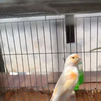 قرص بخون
