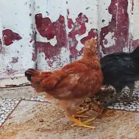جوجه سه ماهه
