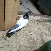 کبوتر نر