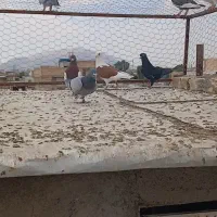 کفتر