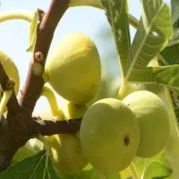 انجیر عسلی گلباف