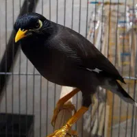 پرنده سرای کاکادو عروس هلندی برزیلی سهره قناری رزن