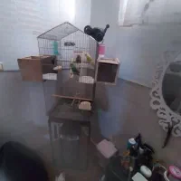 دوجفت کوطول با قفس وجوجه