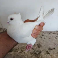 چند عدد کبوتر فروشی