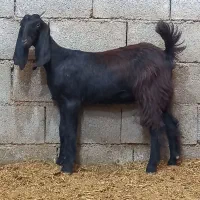 بیگ ماده‌ (بزغاله)چاق چاق درجه یک هم داشتی هم کشتی