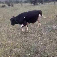 گوساله ماده و نر