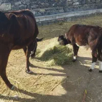 گاو و گوساله