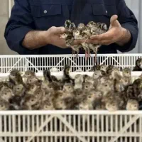 جوجه بوقلمون برنز اصل کف قیمت بازار