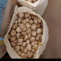 موسیر|خدمات باغبانی و درختکاری|عسگران, |دیوار