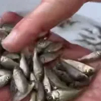 فروش آمور سه بندی