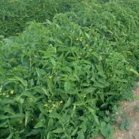 استخدام کار در زمین کشاورزی تمام وقت
