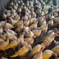 بوقلمون بیوتی و خوراک مخصوص