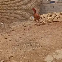 خروس|حیوانات مزرعه|قیدار, |دیوار