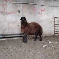 بره قوچ همو