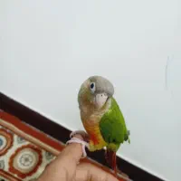 طوطی گرنچی