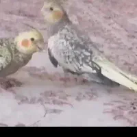 دو عدد عروس