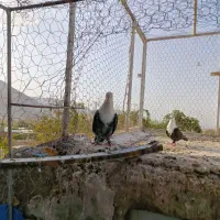 کبوتر|پرنده|راور, |دیوار