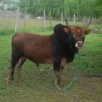 ورزا کوله