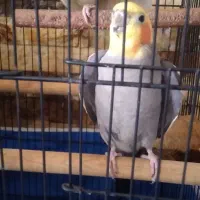 عروس هلندی