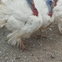 فروش بوقلمو گوشتی بیوتی ۶