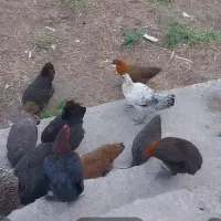 مرغ و خروس وجوجه