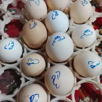 تخم نطفه دار مرغ و خروس ابریشمی سیلکی کوپال
