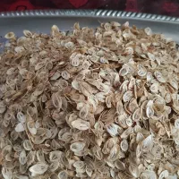 گل گاو زبان و گلپر
