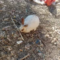خرگوش