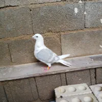 کبوتر پشتی خط سفید