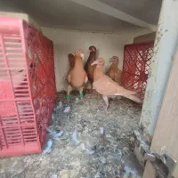 یک جفت کفتر بغدادی