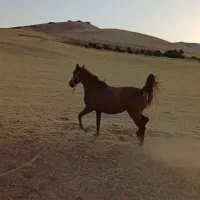 فروشی|اسب و تجهیزات اسب‌سواری|کنگاور, |دیوار