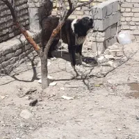 سگ قدرجونی یا همون قهدیرجونی ۱۰ ماهه