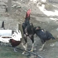خروس لاری