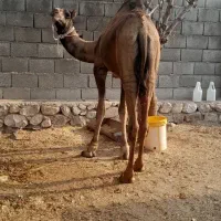 شتر نر