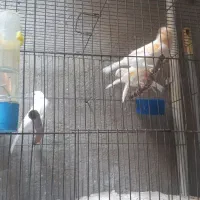 قناری موزاییکی و رسمی جوان نر و ماده