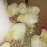 جوجه برهما لایت