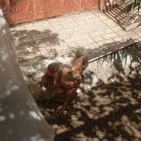 مرغ تخم گذار