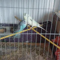 عروس هلندی
