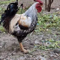 خروس گلین نژاد عالی