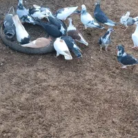 کفتر ، پرنده