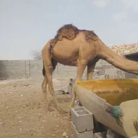 شترنر|حیوانات مزرعه|بندرعباس, |دیوار