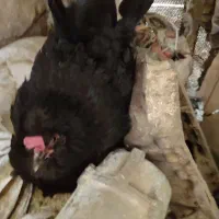 مرغ کروک