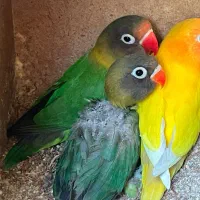 طوطی برزیلی جفت مولد واقعی به همراه جوجه