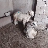 بیگ وبره مست مست 10راس برای فروش