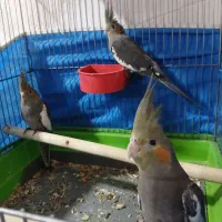 عروس هلندی ۲ماهه دست آموز