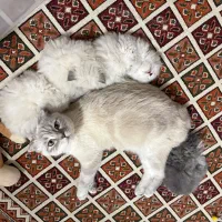 واگذاری گربه اسکاتیش